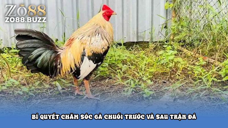 Bí quyết chăm sóc gà chuối trước và sau trận đá