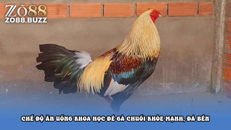 Chế độ ăn uống khoa học để gà chuối khỏe mạnh, đá bền