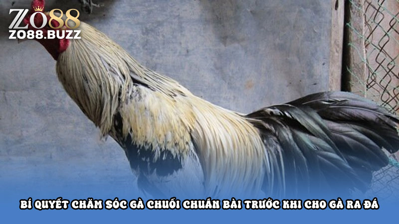 Bí quyết chăm sóc gà chuối chuẩn bài trước khi cho gà ra đá